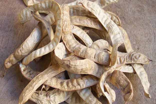 Algarrobo: el fruto nativo como oportunidad productiva